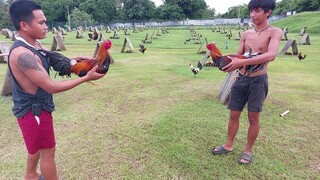 SPARRING EXCERSISE , YOUNG STAGS.. #5