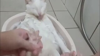 Daily life of a cat-washing chicken—forgot to add scallions, ginger, and garlic