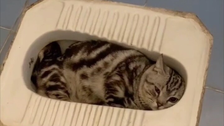 อย่าเลี้ยงแมว