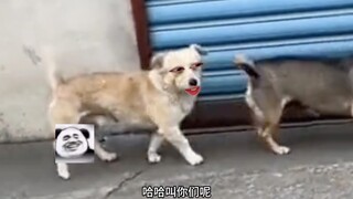 下回别这么喊了，我不要面子的！？