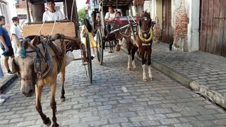 kalesa/calesa is a two-wheeled horse-drawn carriage used in the Philippines as public transportation