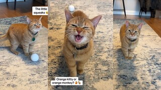 这么会说话的橘猫，没报个语言班 真是可惜了