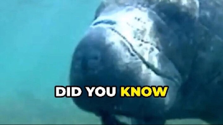 Manatee: The Gentle Grazer of the Sea Cow Family
