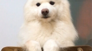 แม่บ้านซาโมเยด วันนี้ถูกดุจนหน้าแตกสักที!