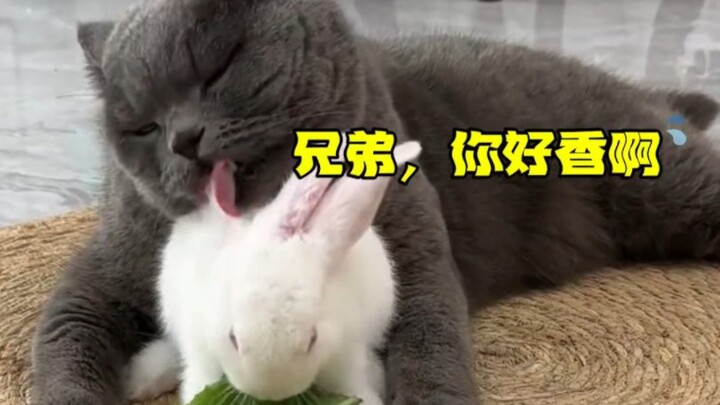 แมว: อาหารเม็ดเนื้อกระต่ายของฉันทำไมกลายเป็นกระต่ายไปแล้วล่ะ?