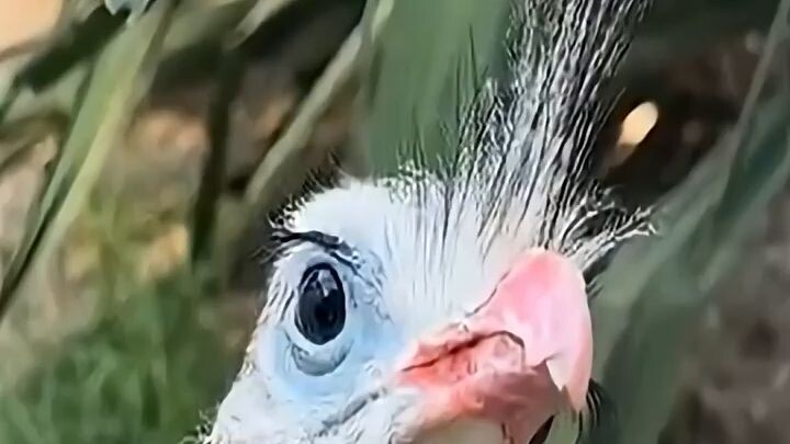 Con ese flequillo parece tonta... pero mata serpientes 🐦🐍