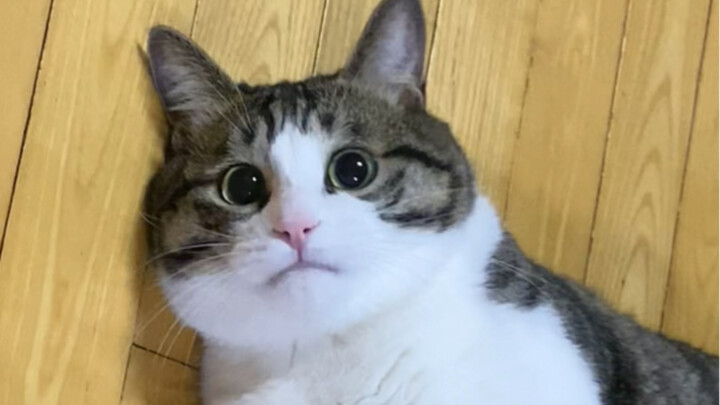 إذا مش قادر تتحمّل الضرب، ما تستاهلش تربي قط جيانجو من سيتشوان... مش هتقدر تكسب المعركة! حقًا مش هتق