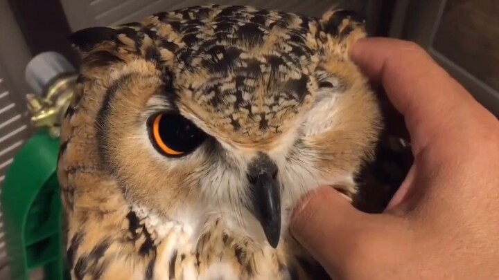 ลูบหัวนกเค้าแมวตัวน่ารักที่นิสัยดีสุดๆ