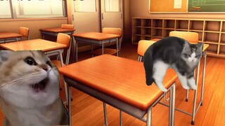 [Cat meme] After getting first place in the class, the teacher humiliated him and they fought each o