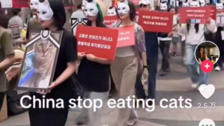 Penggemar kucing Korea di TikTok mengecam Tiongkok karena memakan kucing? Perilaku yang membingungka