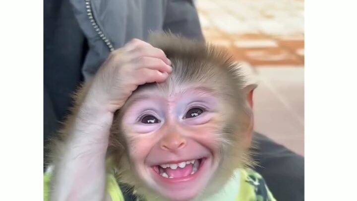 monyet aja lucu