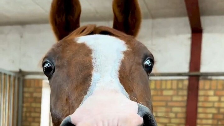 Kuda pembersih otomatis yang langsung menyala dengan satu sentuhan – membersihkan biji-bijian