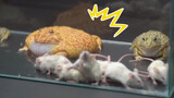 [Reptile pets] Three bullfrogs eat white mice