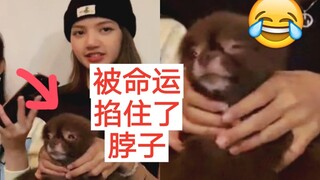 เทคนิคการลูบหัวหมาของลิซ่า? คนไม่ได้เก่งเท่าหมา! อิจฉาจัง! Blackpink