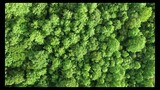 RELAXING NATURE MUSIC - FOREST WALKTHROUGH