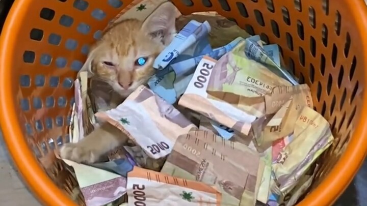 Kucing yang pandai mencari tempat untuk beristirahat