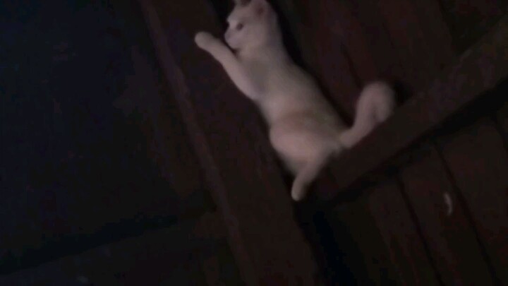 #catlover