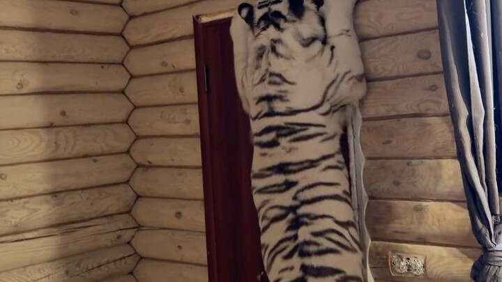 🦓：นี่มันไม่ใช่ไม้ล่อแมวของฉันเหรอ?