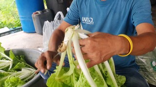 ตัดผักกาดขาว