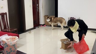 When a stranger comes to your house to steal things, how do dogs react?