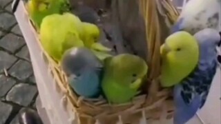 ตัวละ 80 คุณคิดว่าแพงไหม