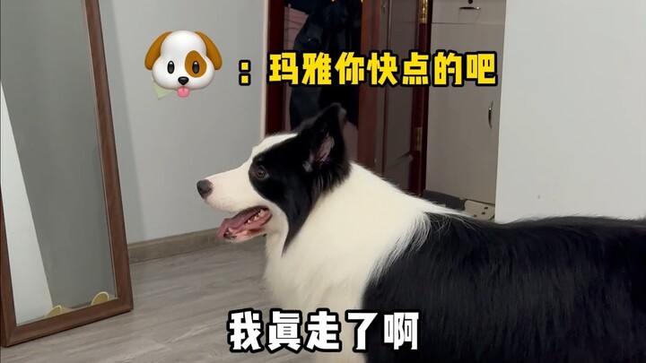 What happens when Mom and Dad pretend to fight? Let’s see how the dog reacts!