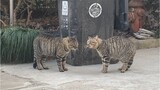 [Mèo] Hai bảo vệ đánh nhau