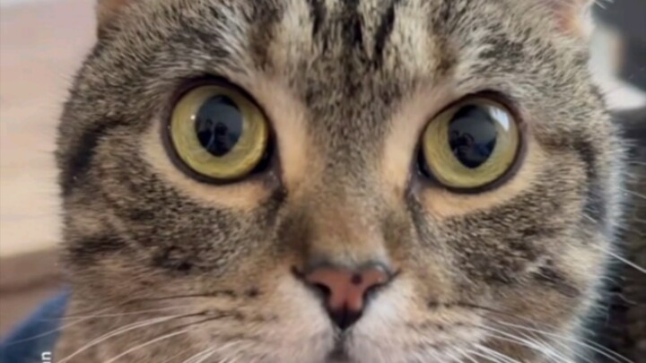 แมวเหมียว: ไม่ต้องห่วง ฉันอยู่นี่😘