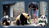 Panda Stealing my Slipper!
