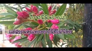 บำรุงหัวใจ ขับปัสสาวะ  สมานรักษาแผลสดให้หายเร็ว/โดยฮอยไทยอีสาน