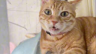 When my cat bites me, I suddenly sing Hakimi songs to it