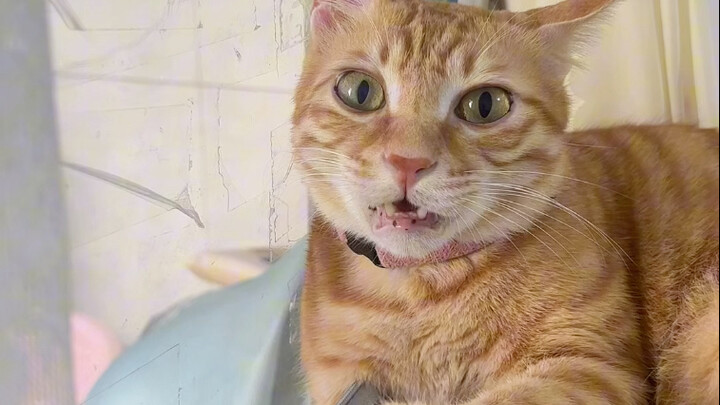 当我在猫咪咬我的时候，突然给它唱哈基米山歌