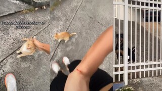 الثقة الوحيدة المتبقية خُنت من قِبل القط، ولم يتبقَّ سوى اللجوء إلى الكلب للتعزية.