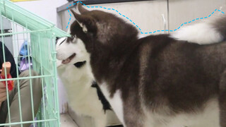 How Would Husky React If His Owner Took Over His Cage And Eat Inside?