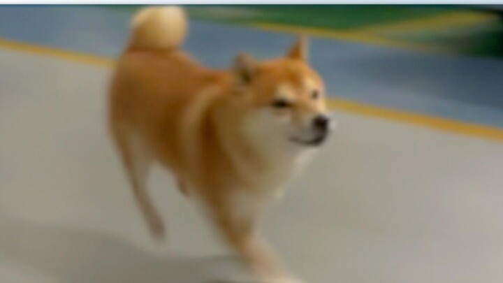 International Silly Dog Championship, a classic review of Japanese players