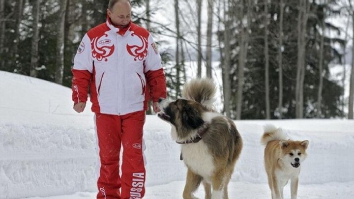 Lansia berusia tujuh puluh tahun dan anjing-anjing kesayangannya yang sempat dikenai sanksi
