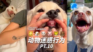 Animal Confusing Behaviors PT.10