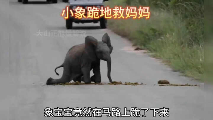 Chú voi con quỳ xuống trước con người, hóa ra là để cứu mẹ mình