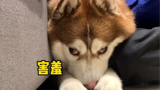 There are no big dogs in this world, all are small dogs