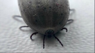 Huge tick under the microscope