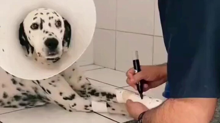 Sangat mengharukan! Kaki anjing berbintik-bintik terluka, dan dokter hewan yang penuh perhatian bahk