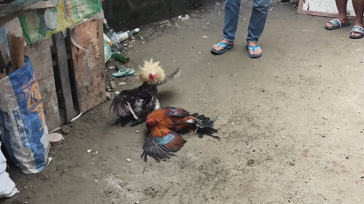 Nagshowtime kaso naunahan na