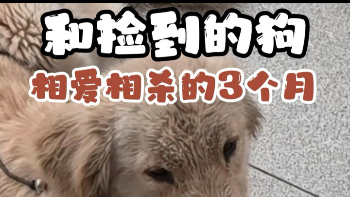 3 เดือนกับ Koroshi Ai หมาที่เก็บมาได้