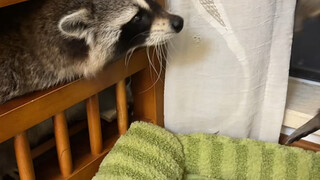 Xiaoxiao seems really scared of this little raccoon 😂 Turn up the volume—you can hear Xiaoxiao losin