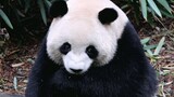 [Panda Meilan] เปลี่ยนท่าได้แล้วเจ้าแพนด้าน้อย (อัปโหลดใหม่อีกครั้ง)