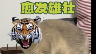 Let's make the official announcement already!