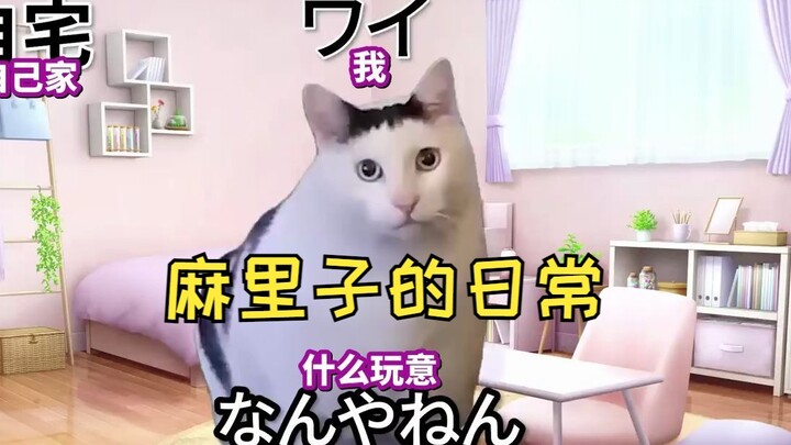 [Hot Content] Mariko asked to go 3 weeks without changing her socks | Cat meme