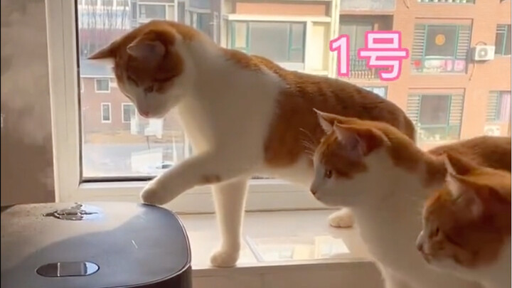 Những chú mèo: “Trời ơi, cái này nóng chân quá!” “Á, đúng là nóng chân thật!” “Áo, đúng rồi, nóng ch