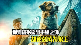 狗狗被拐卖到千里之外，最后却完成逆袭成为狼王，冒险片
