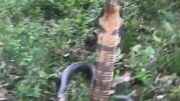 So This Spectacled Cobra Is Actually This Cute as a Baby!